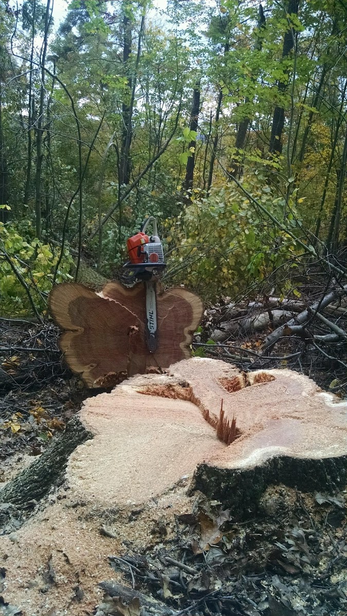 Highlands Tree Co crew during forest thinning work